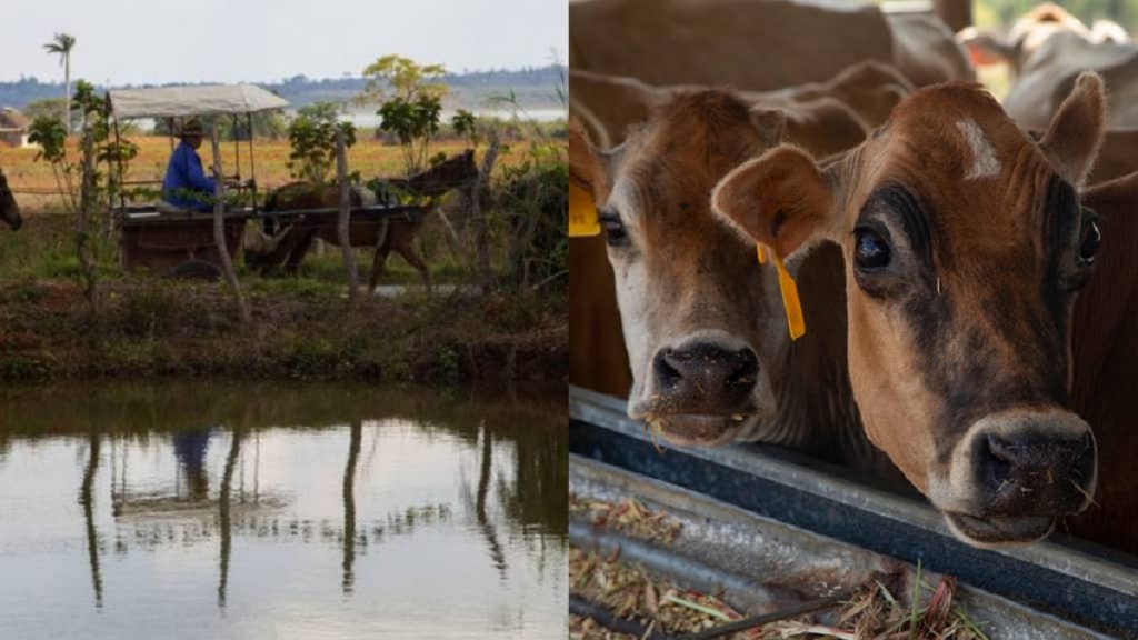 Campesinos cubanos se quejan de robos, hurtos y sacrificio de ganado ¡y no pasa nada!
