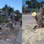 Denuncian tala de árboles, incluida una ceiba, en San Miguel Del Padrón