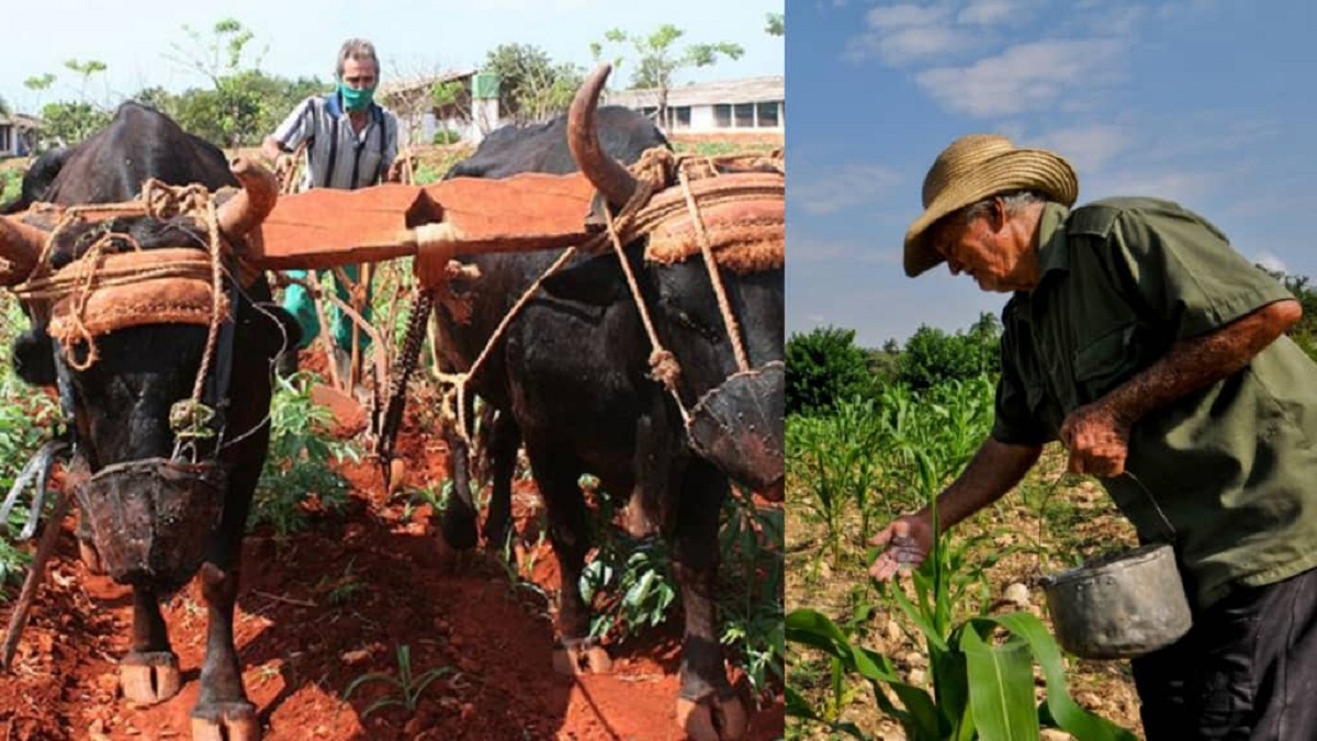 ¡Increíble! Hasta Dominica ayudará a Cuba a "fortalecer su sector agrícola"