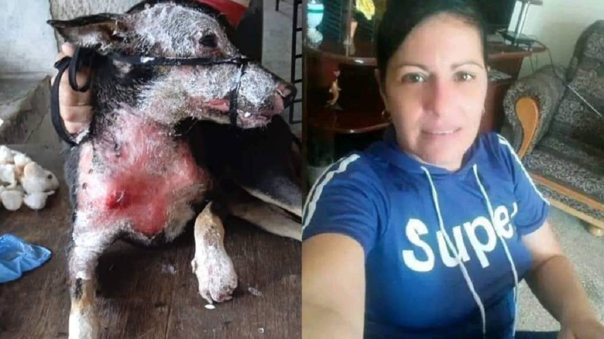 Internautas piden justicia contra mujer que arrojó caldero de agua hirviendo a una perrita en Holguín