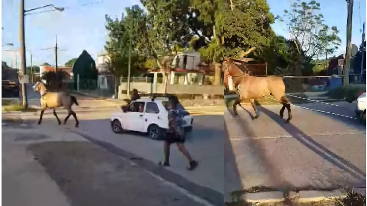 Caballo tira de un auto para paliar la crisis de combustible en Cuba (+VIDEO)
