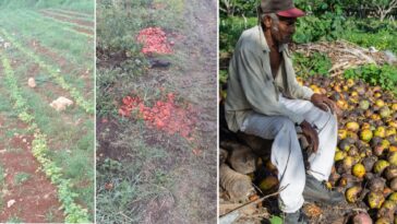 Cuba, con campos destruidos, campesinos desmotivados y agricultura en ruinas dice que ayudará a Barbados en su agricultura.