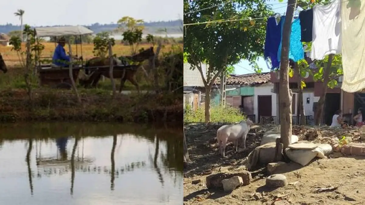 Campesinos cubanos: entre la fuga de la fuerza laboral, los ladrones y el régimen, los "alimenta" la desilusión