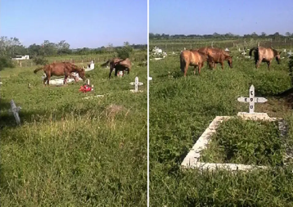 Cementerio de Cabaiguán es un potrero para el pasto de animales