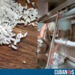 Madre cubana de Villa Clara denuncia que no sabe qué darle de comida a sus hijos