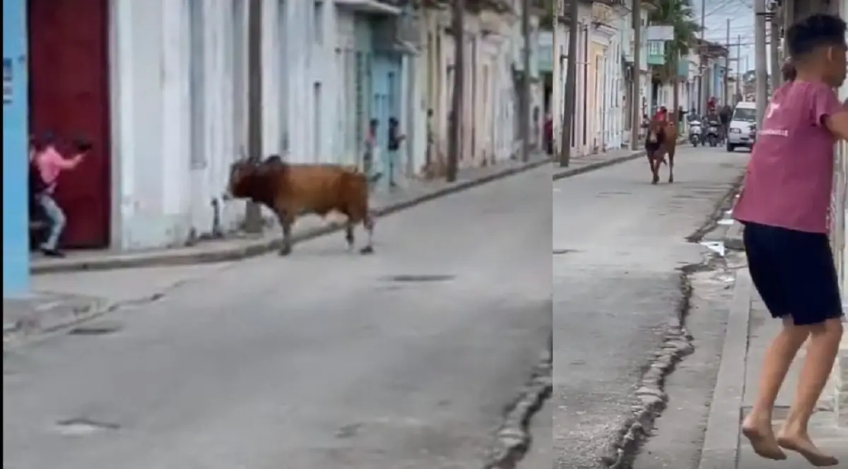 Toro genera "pánico" en Sancti Spíritus tras escaparse del matadero (+VIDEO)