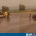 Animal suelto en la vía provoca accidente en autopista Habana - Pinar del Río