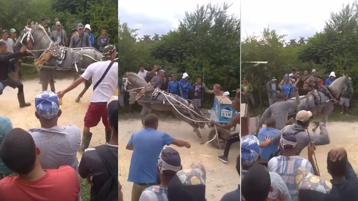 Denuncian maltrato animal en Cuba: Azotan a caballos en competencia de fuerza (+VIDEO)