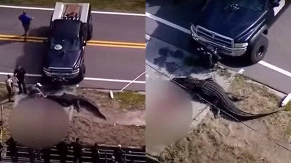 Encuentran cocodrilo de cuatro metros con un cadáver en su boca en Florida (+VIDEO)