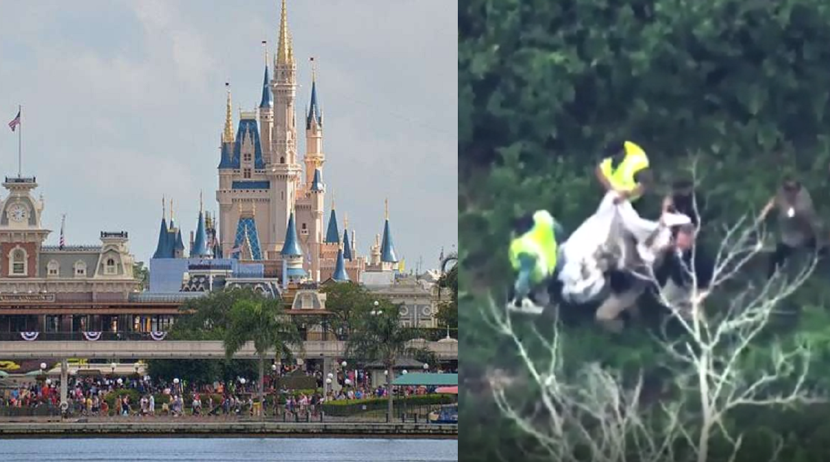 En Disney World capturan una osa después de cierre del parque por su presencia