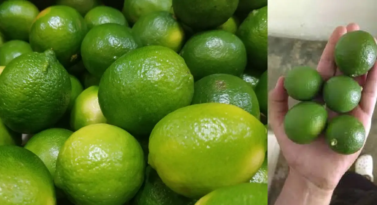 Pinar del Río: Libra de limón alcanza los 400 pesos