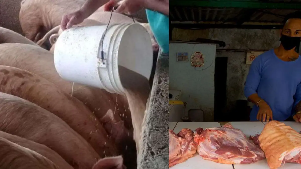 Empresa Porcina de Granma les debe miles de pesos a productores de carne de cerdo