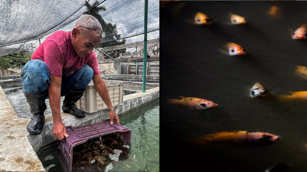 Joel López y José Martínez: dos cubanos abogados y criadores de peces en tierra, en un país rodeado de agua