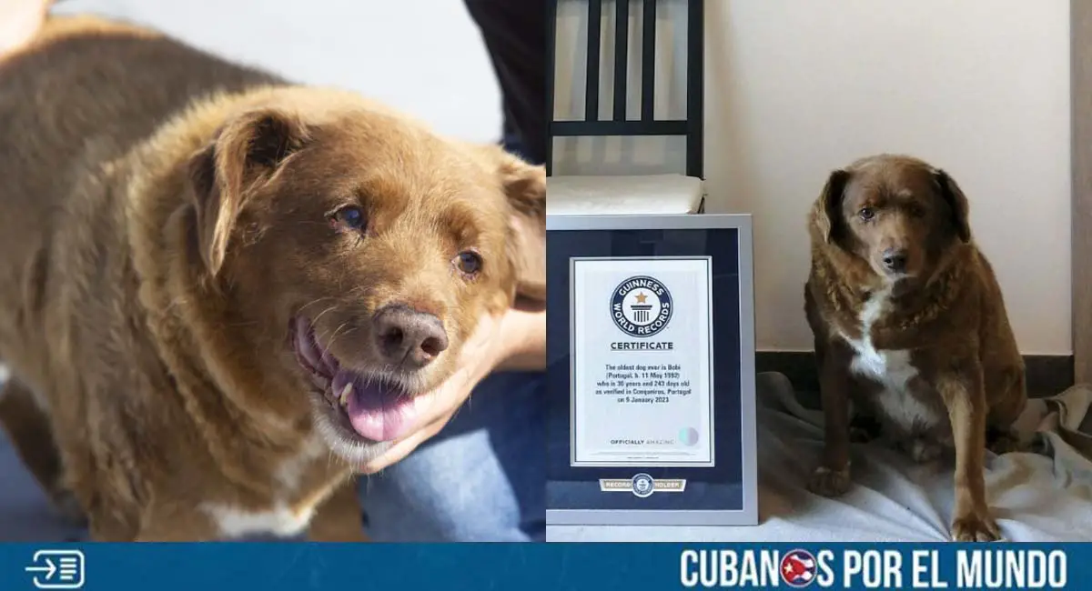 Bobi, el perro más longevo del mundo, murió a los 31 años