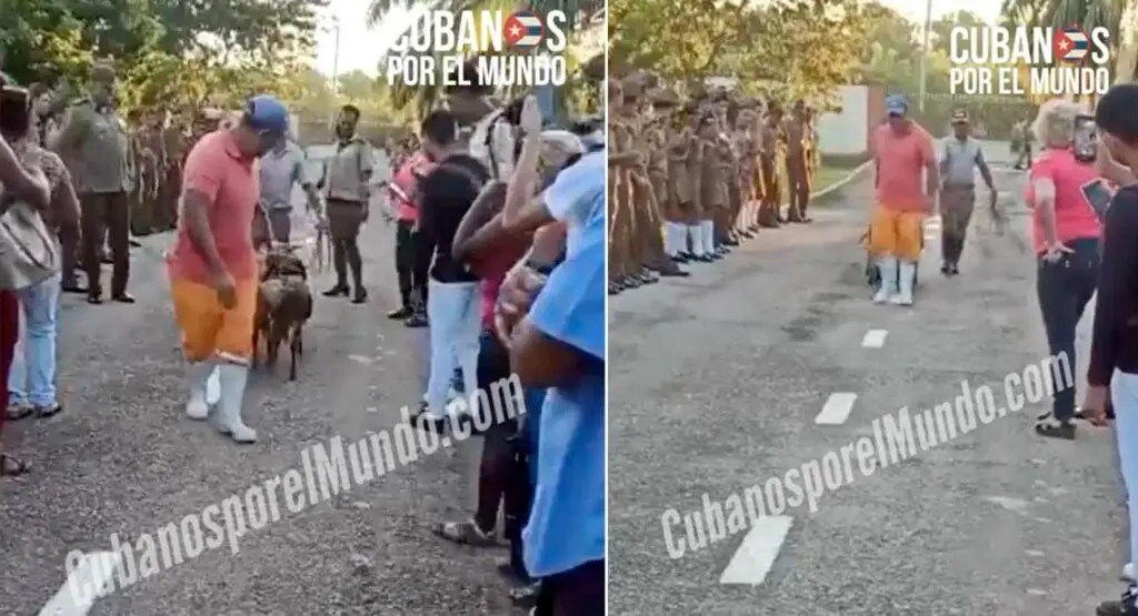 Un acto que solo se ve en Cuba, se registró recientemente en la Escuela Militar Camilo Cienfuegos de Artemisa, cuando unos carneros que iban a ser sacrificados fueron recibidos con aplausos.