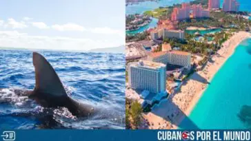 Niño de 10 años fue atacado por un tiburón en Bahamas