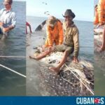 Un tiburón ballena quedó atrapado en las redes de unos pescadores cubanos en Playa Tayabacoa, en la provincia de Sancti Spíritus, el pasado jueves 1 de febrero.