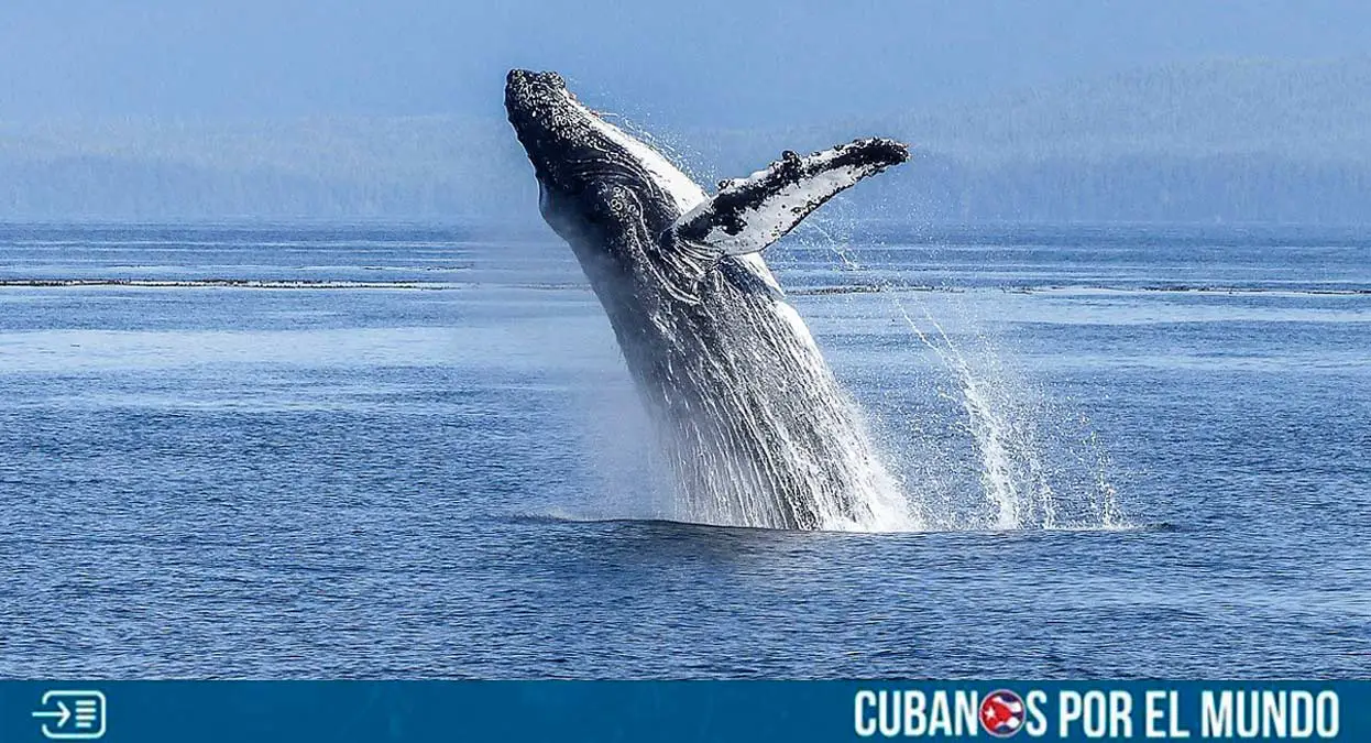 Un hecho insólito en el mundo de la ciencia marina fue captado por las cámaras de dos fotógrafos que se encontraban en una expedición cerca de la isla de Maui, en Hawái.