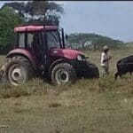 Retroceso en Cuba: Bueyes halan un tractor para arar la tierra