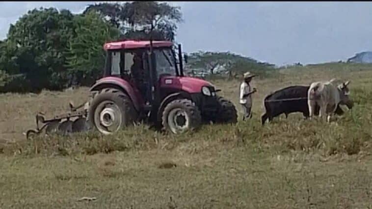 Retroceso en Cuba: Bueyes halan un tractor para arar la tierra