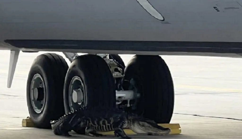 Enorme caimán capturado en pista aérea de Florida