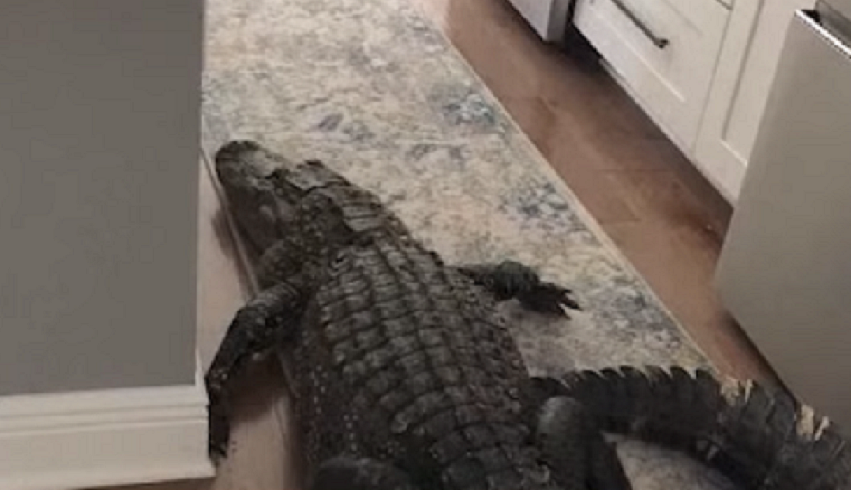 Mujer de Florida encuentra en su casa a un caimán de más de dos metros de largo