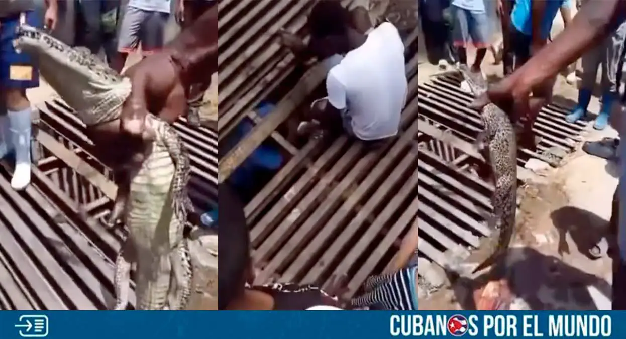 Un revuelo se ha generado en las redes sociales después de que fuera captado el momento en que capturaron a un cocodrilo en el municipio La Lisa, en La Habana, Cuba.