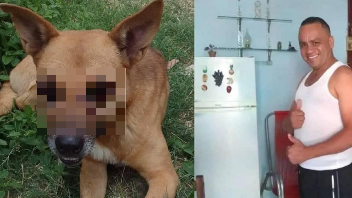 Maltrato animal en Guantánamo: Hombre golpeó a perro callejero