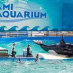 Propietarios del Miami Seaquarium reciben aviso de desalojo