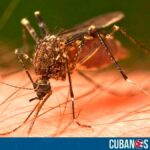En las últimas horas, cubanos denunciaron que el municipio Abreus de la provincia de Cienfuegos se encuentra en "estado de emergencia" por un brote de dengue.