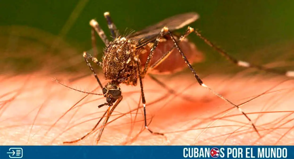 En las últimas horas, cubanos denunciaron que el municipio Abreus de la provincia de Cienfuegos se encuentra en "estado de emergencia" por un brote de dengue.