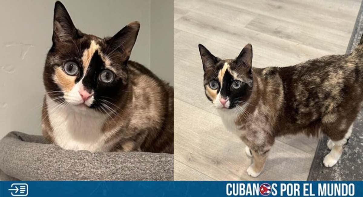 Gata viajó durante seis días encerrada en un paquete de Amazon