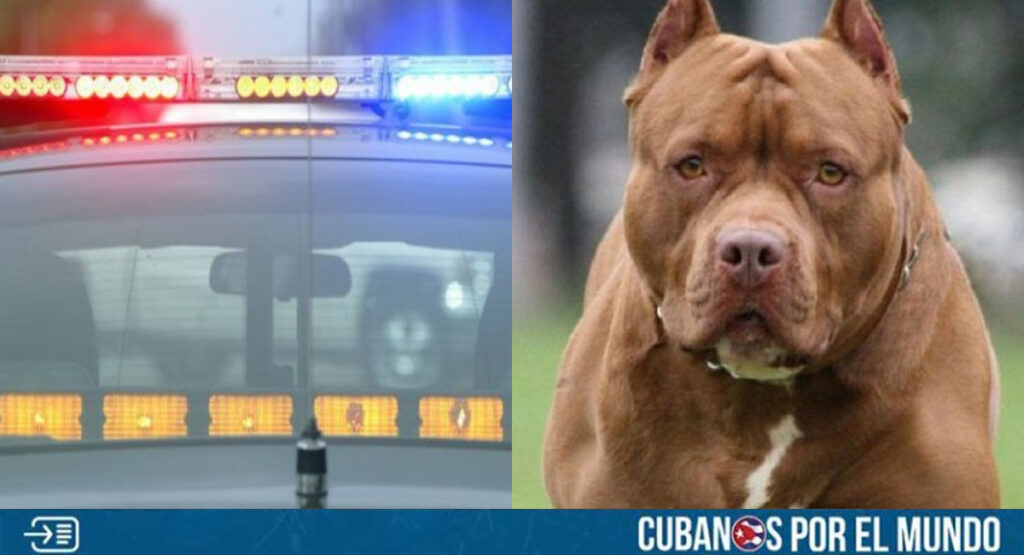 Hombre pierde la vida tras ser atacado por un pitbull en Michigan