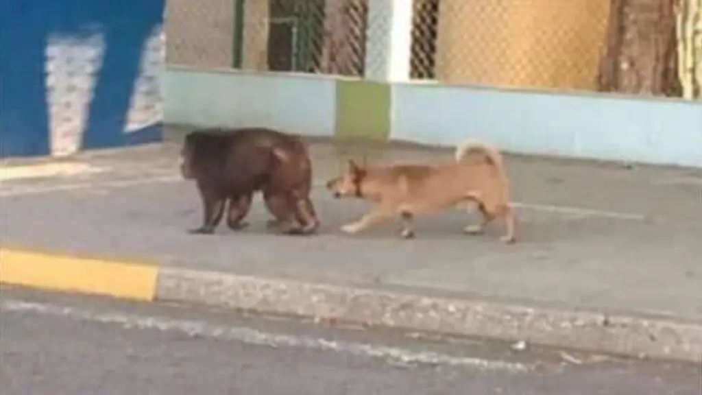 (Otro) mono se escapa de un zoológico en Cuba: "parece una distracción en medio de tantos apagones" (+FOTOS)