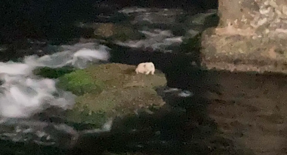 Perro atrapado en el Malecón de La Habana fue rescatado por bomberos