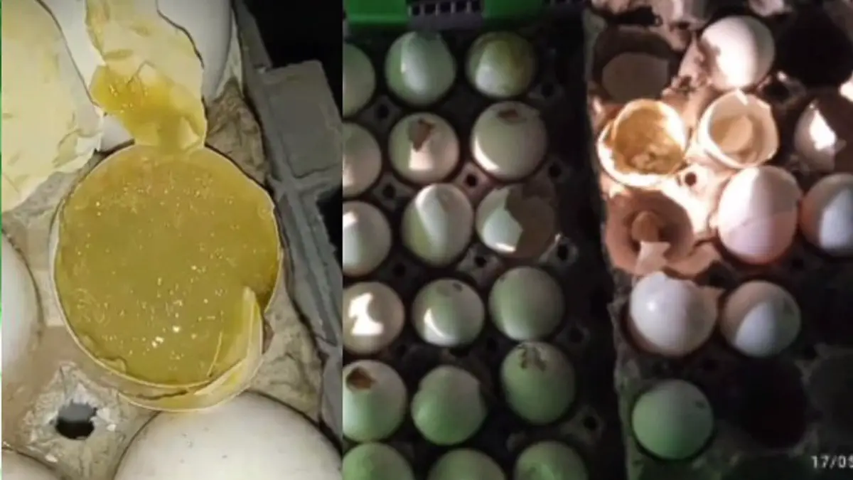 Denuncian venta de huevos podridos en Sagua de Tánamo (+VIDEO)