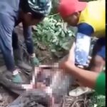 Pitón se devora a una mujer entera en Indonesia (+VIDEO)