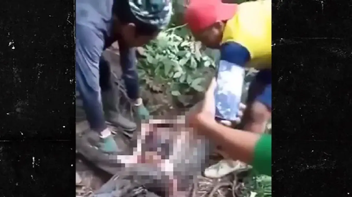 Pitón se devora a una mujer entera en Indonesia (+VIDEO)