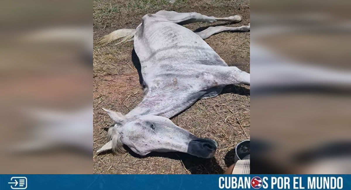 Denuncian maltrato a un caballo en Villa Clara