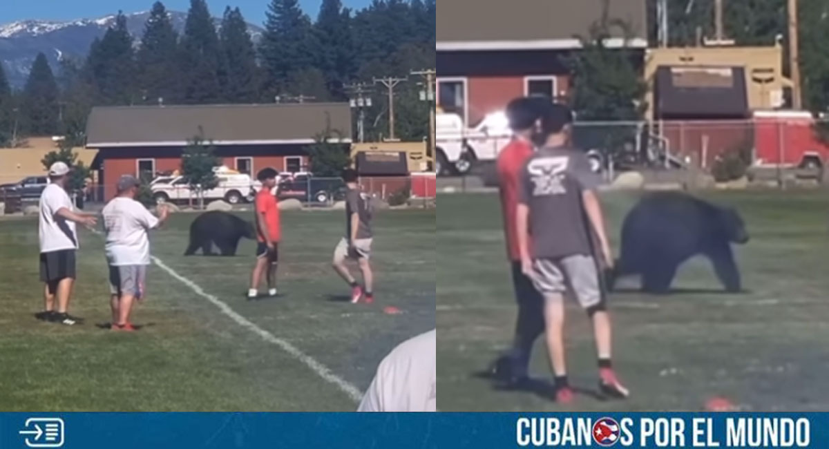 Un "jugador" inesperado: oso interrumpe una práctica de fútbol en California