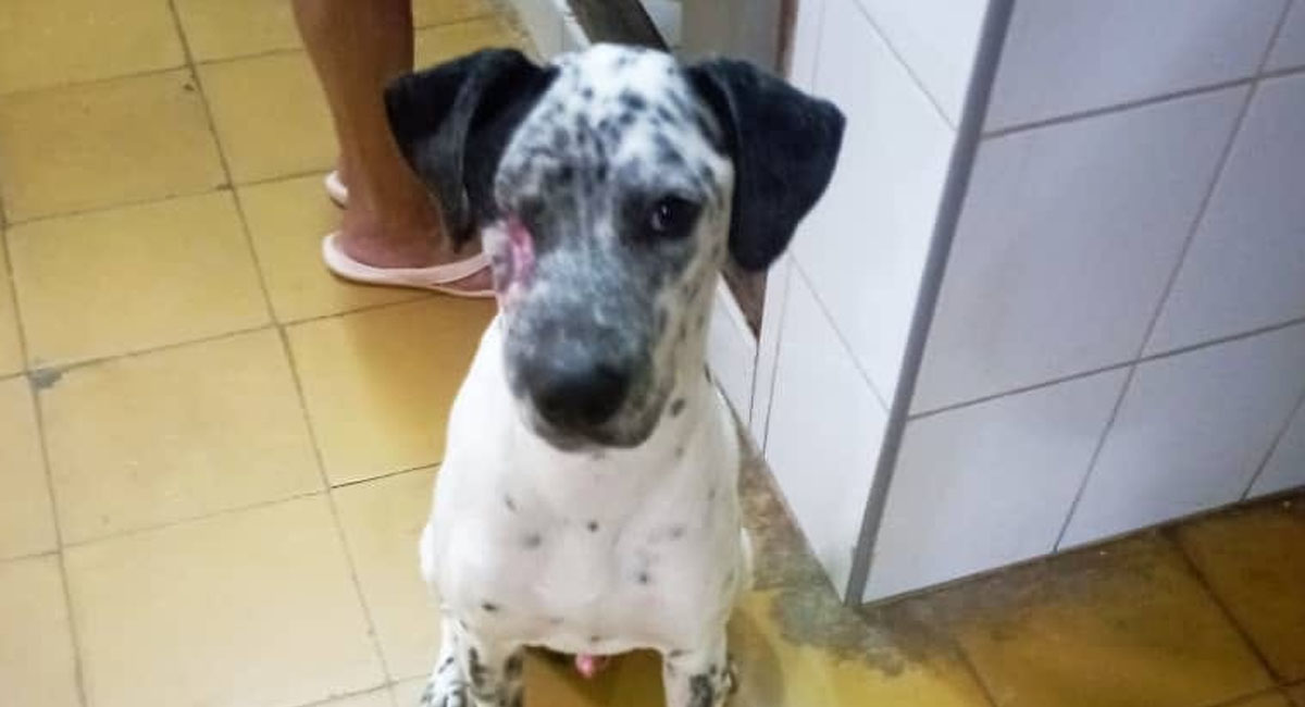 La conmovedora imagen de un perro que se recupera de ataque con machete en Sancti Spíritus