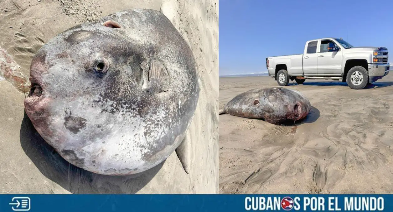 Un extraño pez luna fue encontrado en un inesperado lugar en Oregón, Estados Unidos, generando revuelo en las redes sociales.