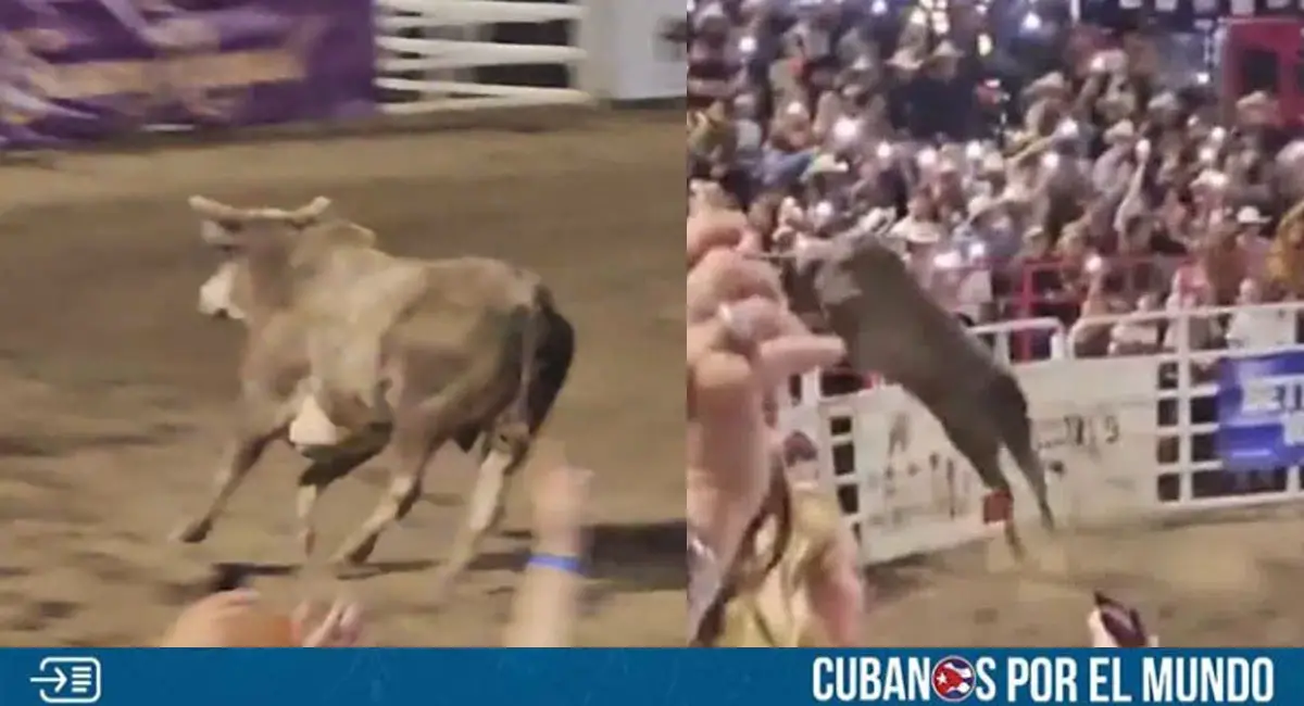 Toro saltó una valla en Estados Unidos y dejó a tres personas heridas