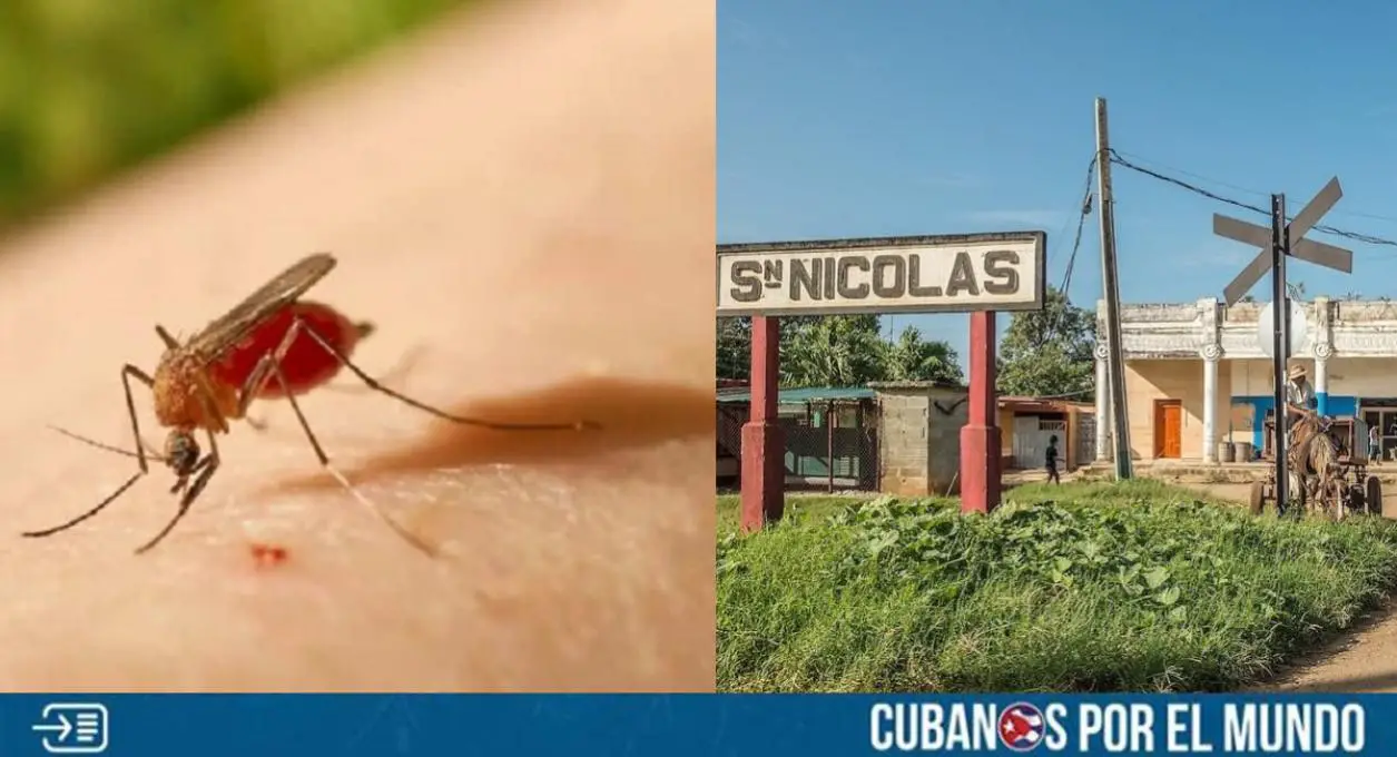 El régimen castrista confirmó este martes la presencia del virus de Oropouche en la provincia de Mayabeque.