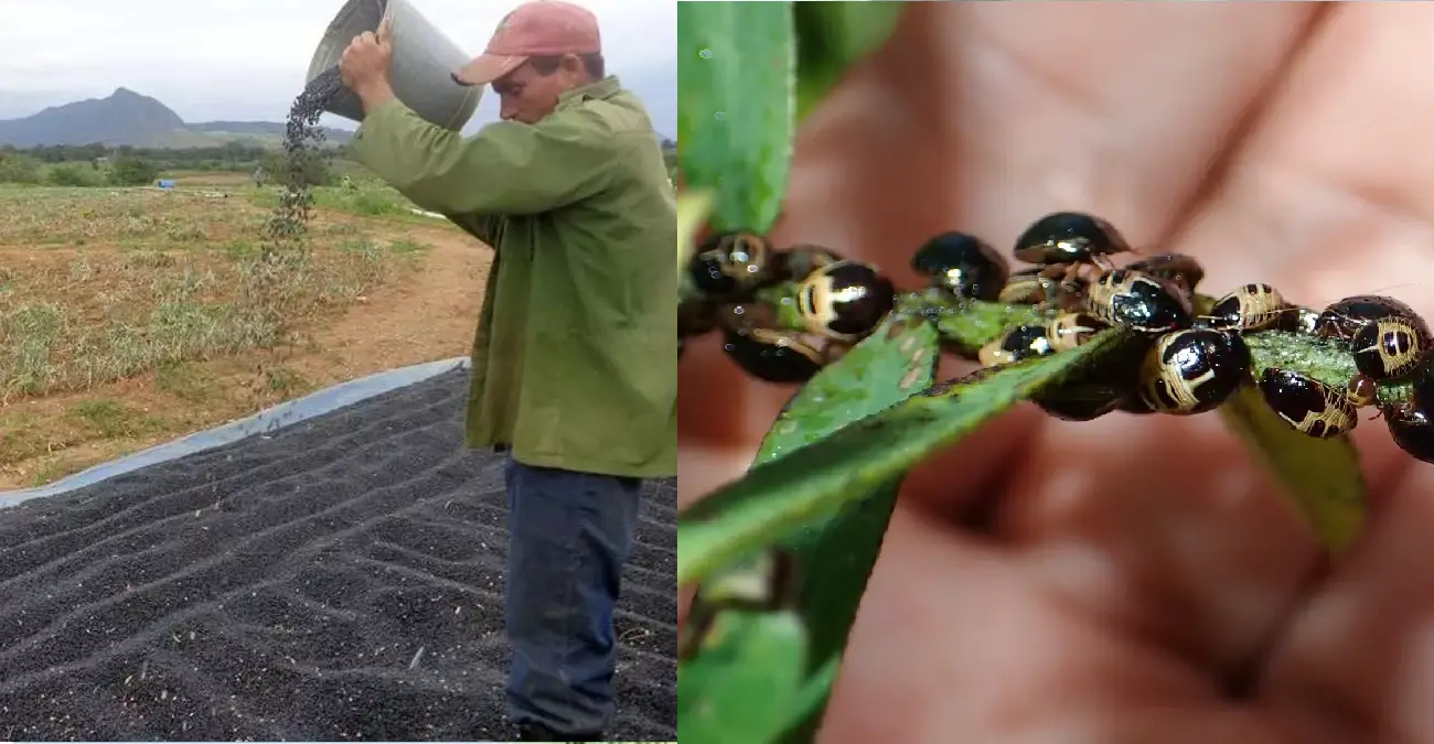 Plaga de chinche negra ataca plantaciones de frijol en Guantánamo