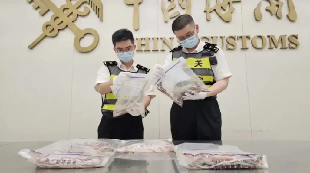 Detienen a hombre que intentó ingresar más de 100 serpientes en contrabando a China