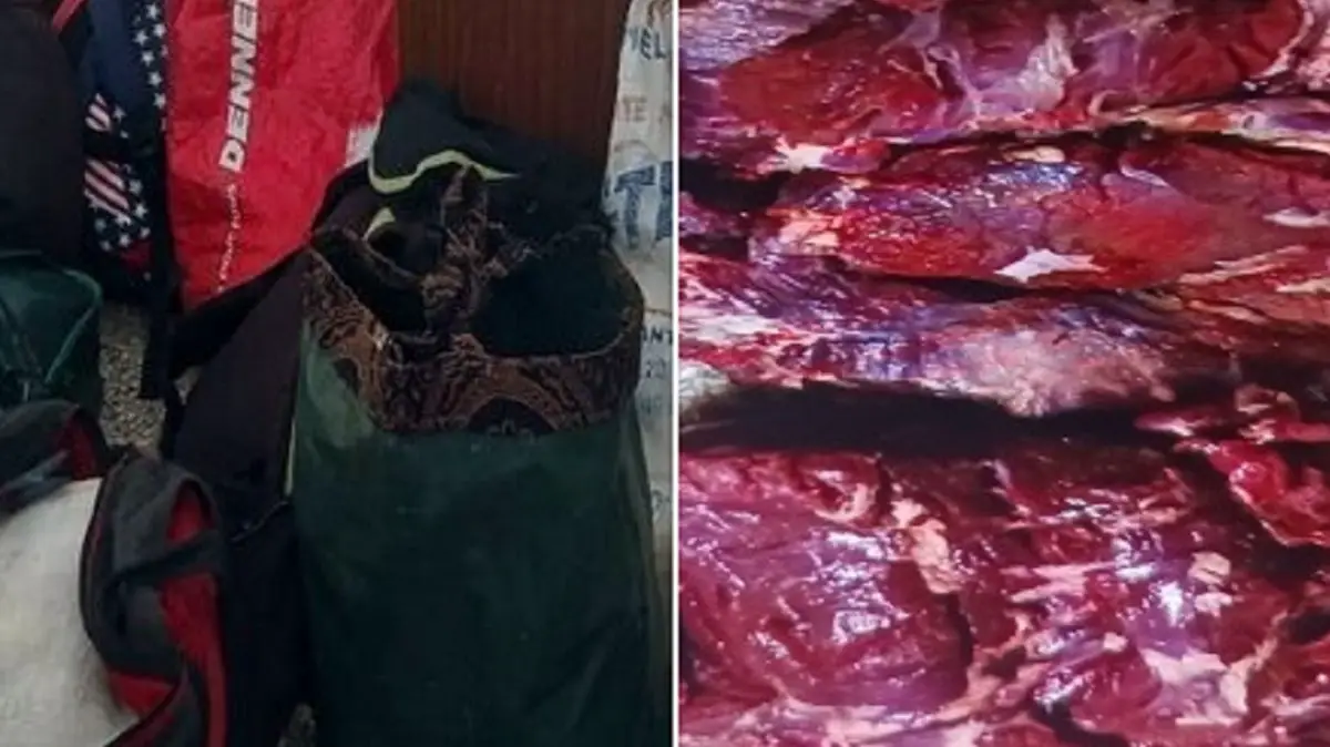 Detienen a tres personas por sacrificio de ganado en Mariel