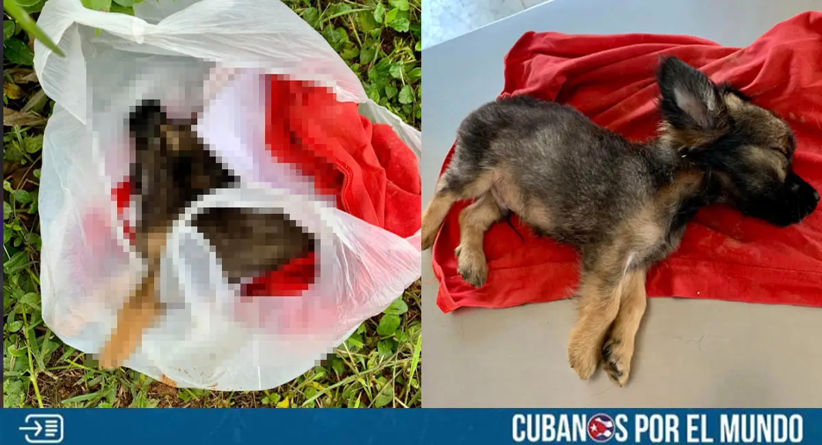 Más crueldad animal: Perrito fue abandonado dentro de una bolsa plástica en Mayabeque