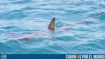 Los bañistas en las playas de Miami Beach deben tener cuidado al momento de meterse en el agua, y es que los últimos días se ha registrado la presencia de tiburones a metros de la orilla.