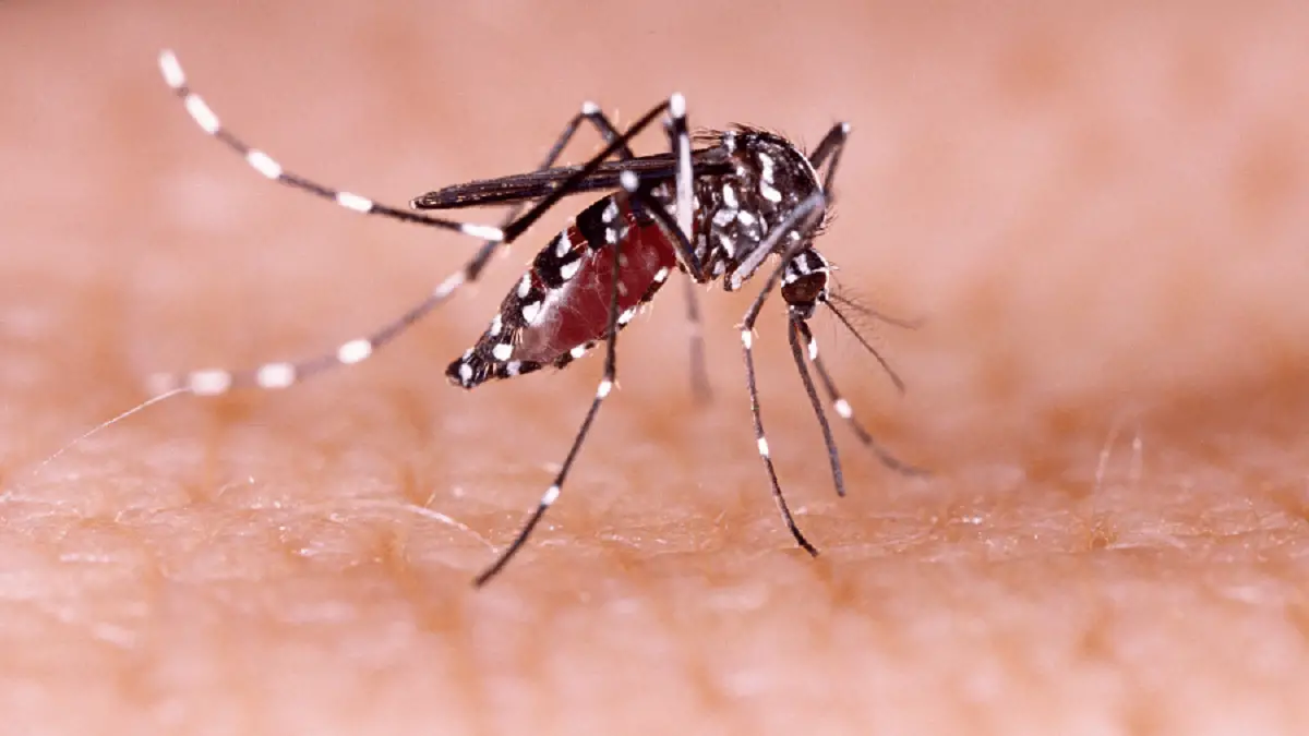 Alarma en Pinar del Río ante pico de infestación del mosquito Aedes Aegypti (+VIDEO)